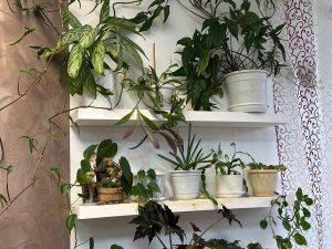 Банкротство по налогам