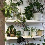 Банкротство по налогам